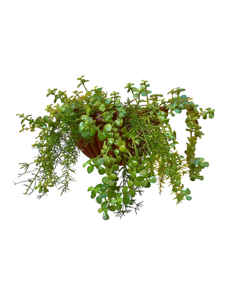 دمعة الطفل portulacaria afra