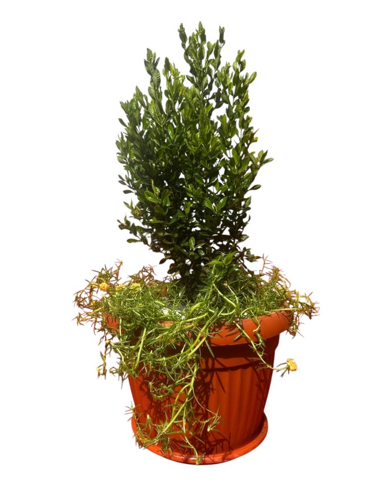 اكزورا نانا lxora coccinea