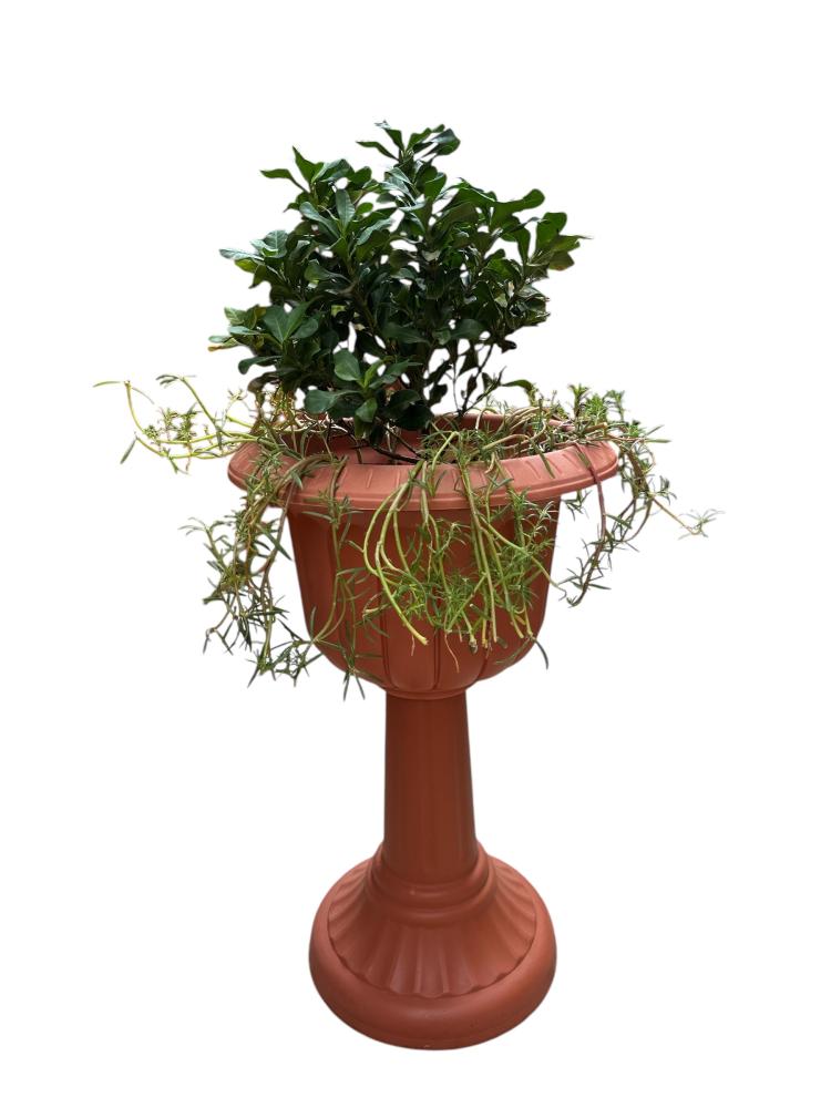 اكزورا نانا صينية Ixora chinensis