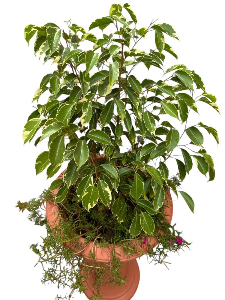 فيكس بنجامينا مبرقش Ficus benjamina