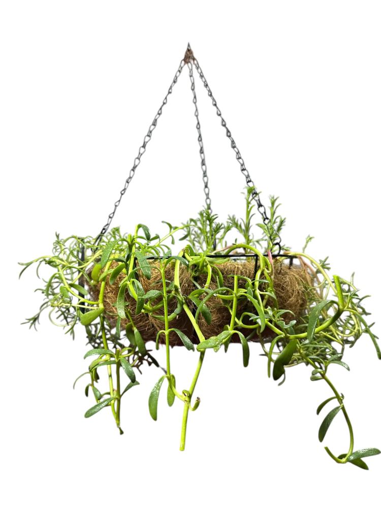 رجلة الزهور Sesuvium portulacastrum