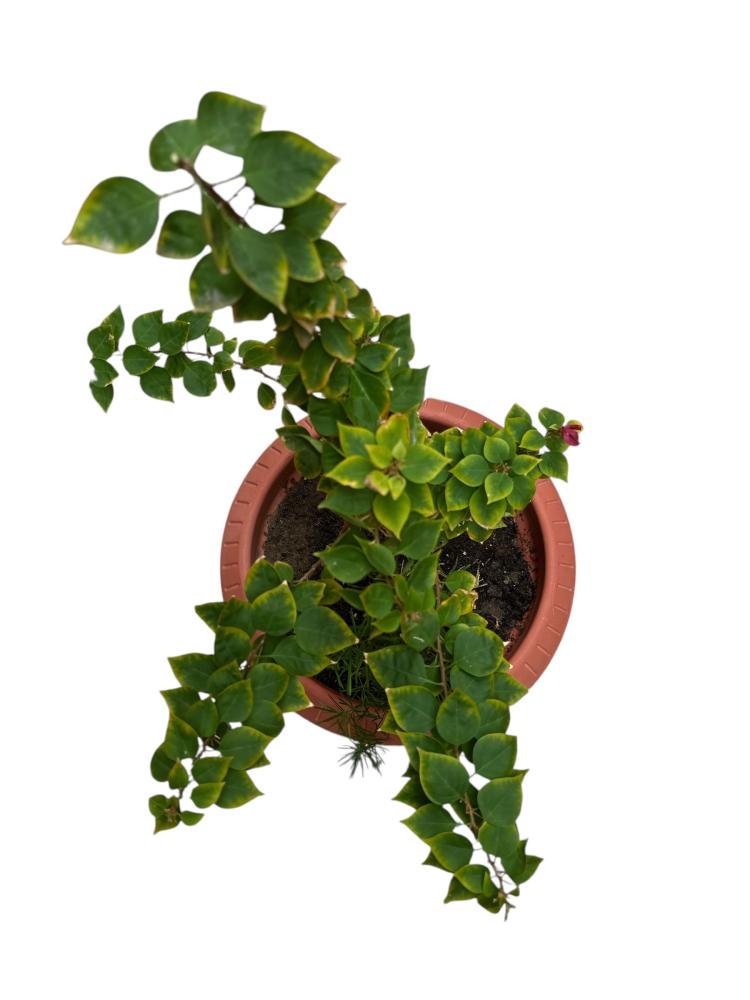 جهنمية جلابرا  Bougainvillea glabra