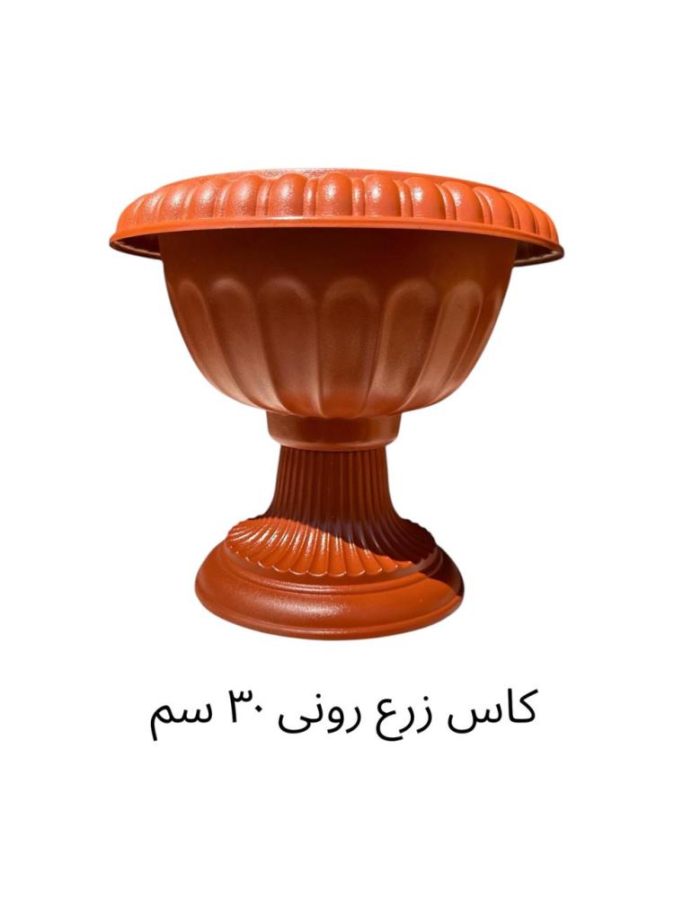 نمول شاهي احمر Alternanthera ficoidea