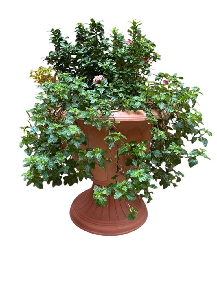 اكزورا نانا lxora coccinea