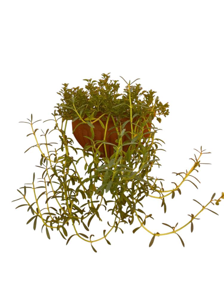 رجلة الزهور Sesuvium portulacastrum
