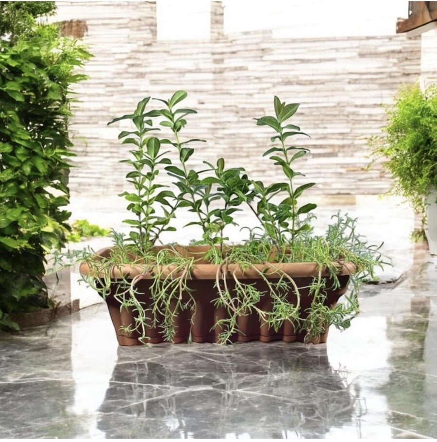 اكزورا نانا lxora coccinea