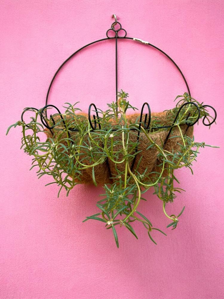 رجلة الزهور Portulaca grandiflora