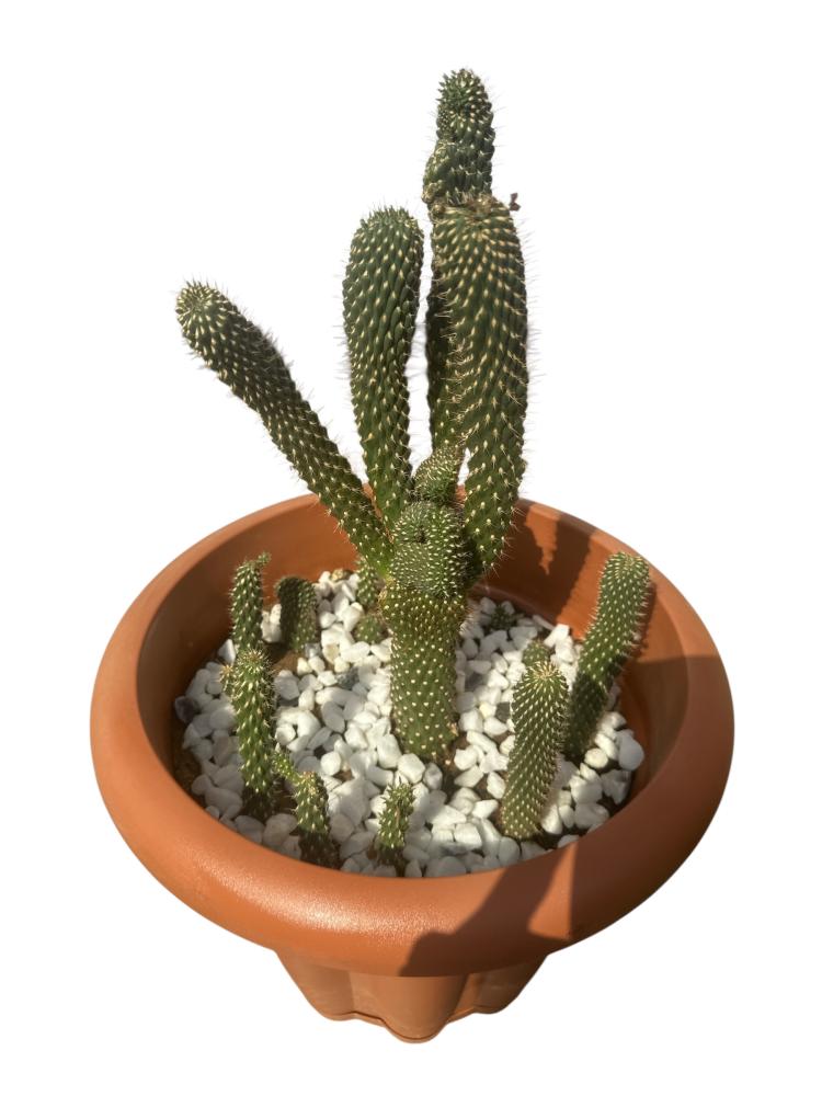 Child's finger cactus