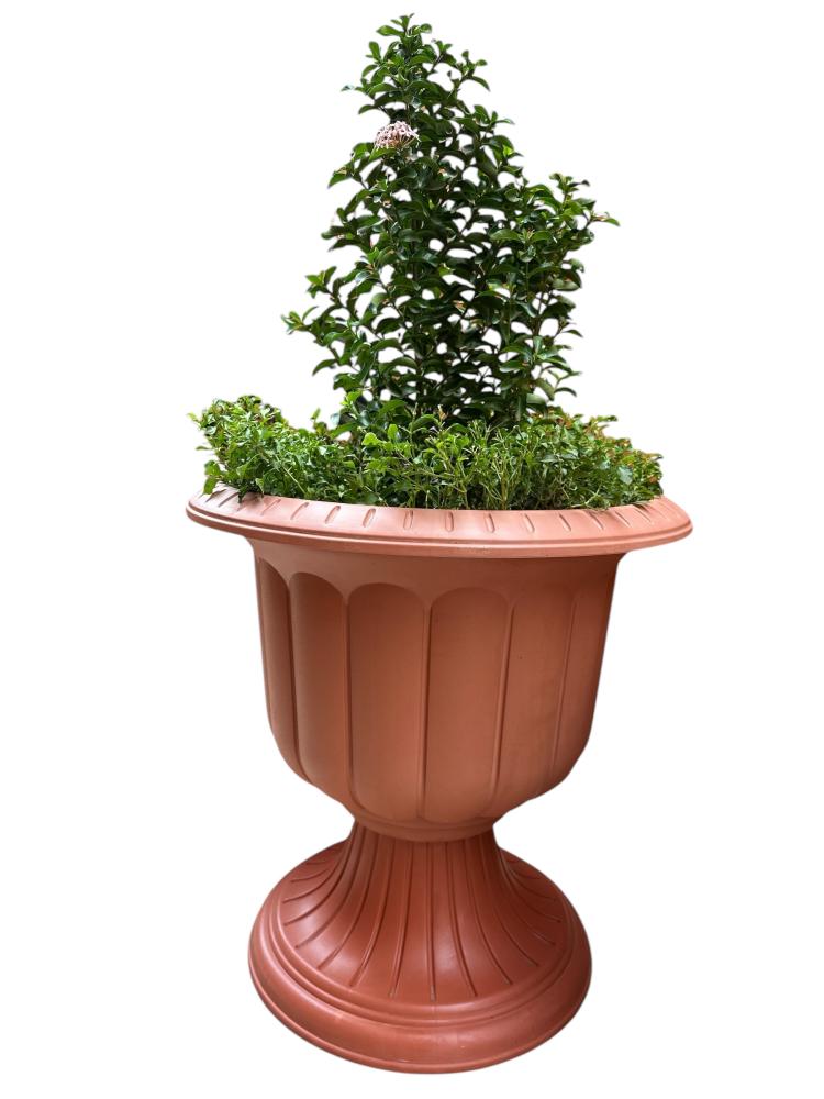 اكزورا نانا lxora coccinea