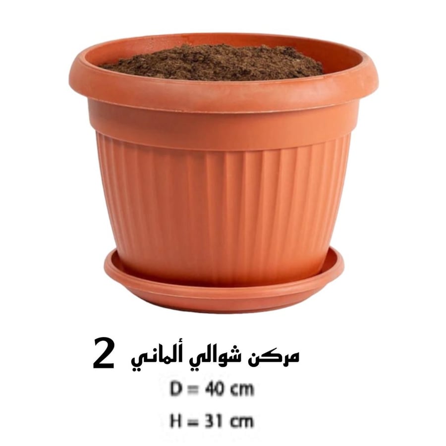 اكزورا نانا lxora coccinea