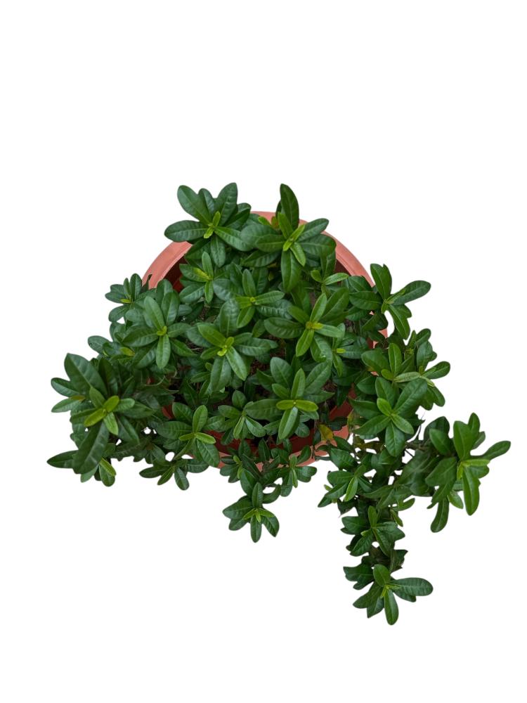 اكزورا نانا lxora coccinea