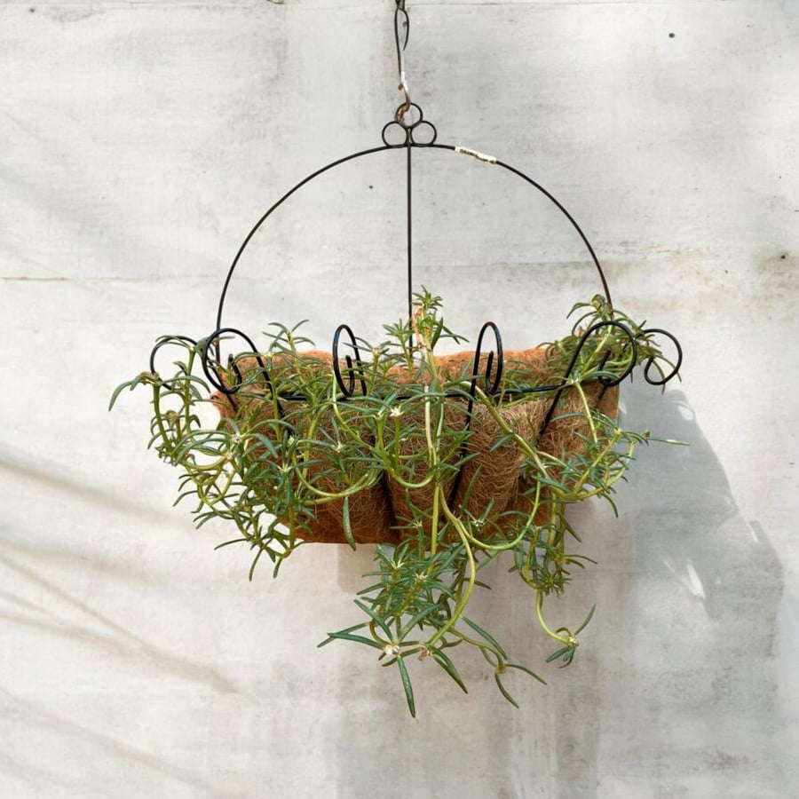 رجلة الزهور Portulaca grandiflora