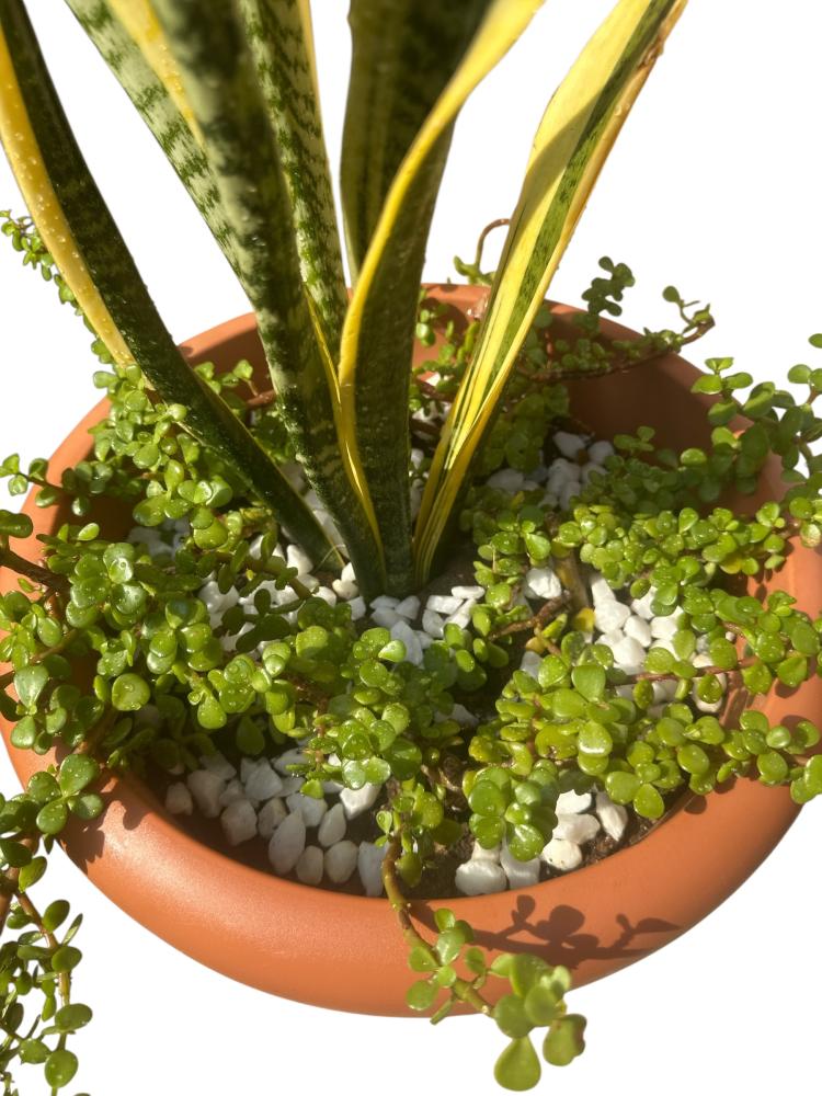 Snake plant Sansevieria trifasciata