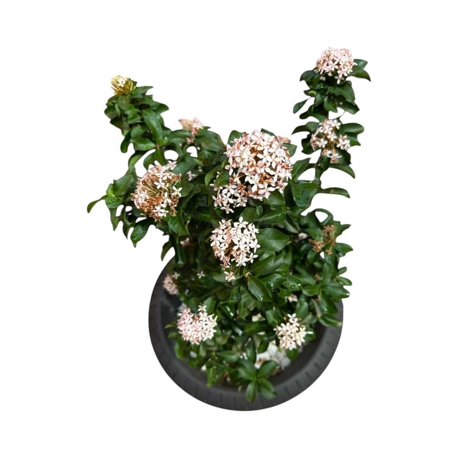 اكزورا نانا lxora coccinea