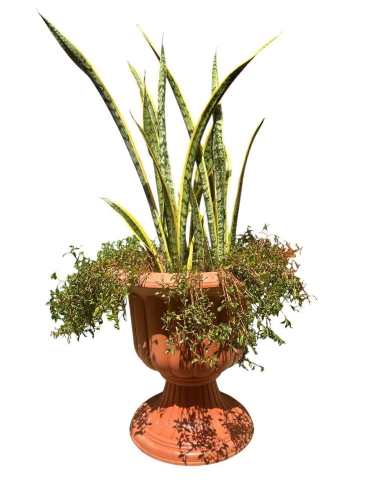 صبار جلد النمر Sansevieria trifasciata