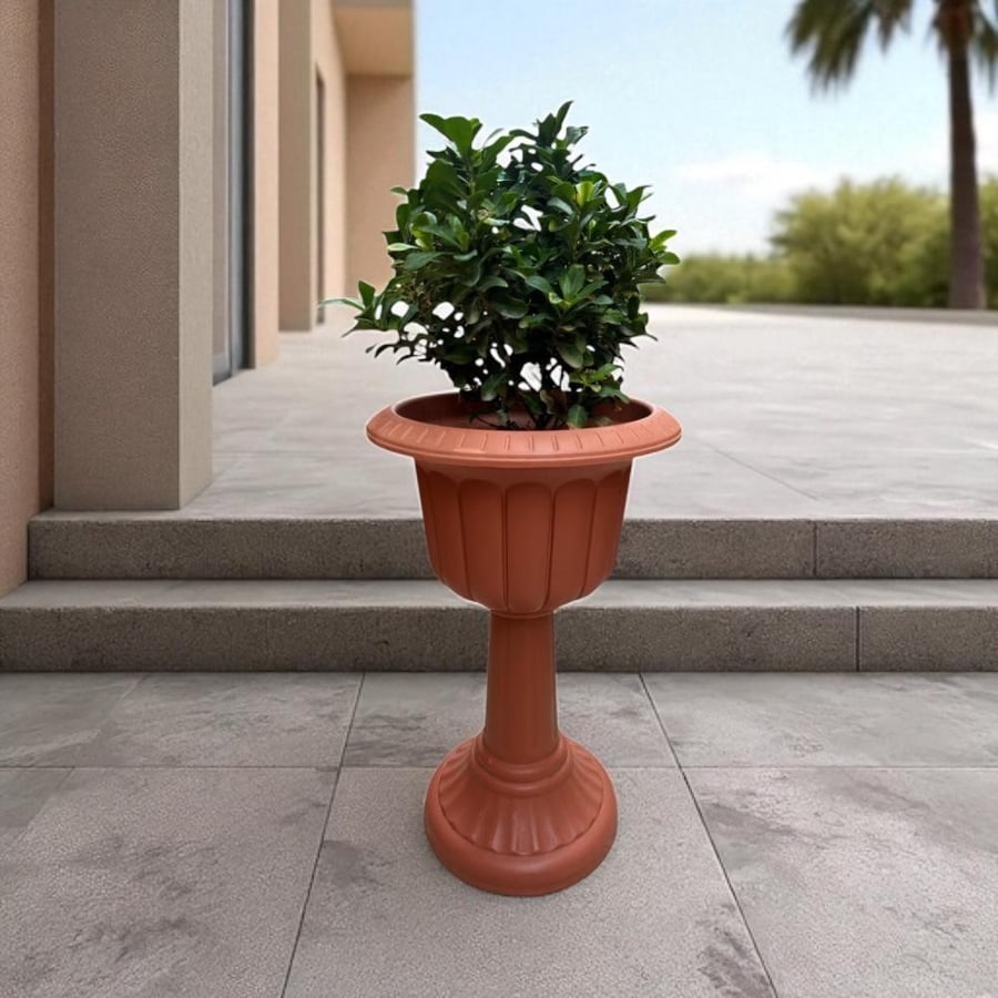 اكزورا نانا صينية Ixora chinensis