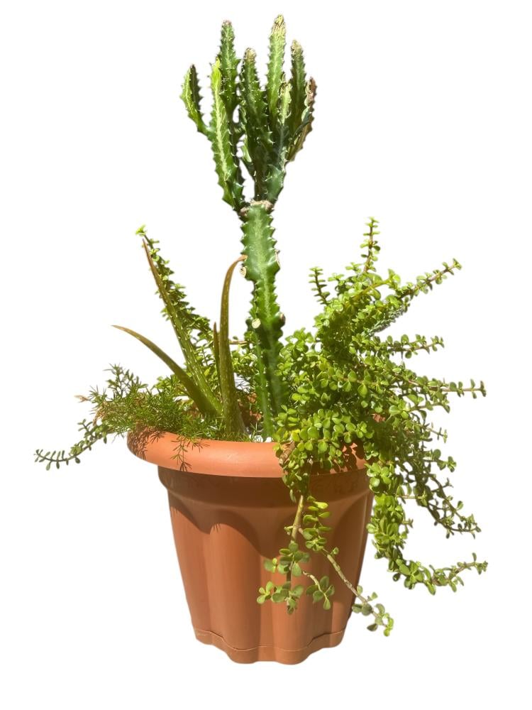 ايفوربيا الشمعدان Euphorbia trigona