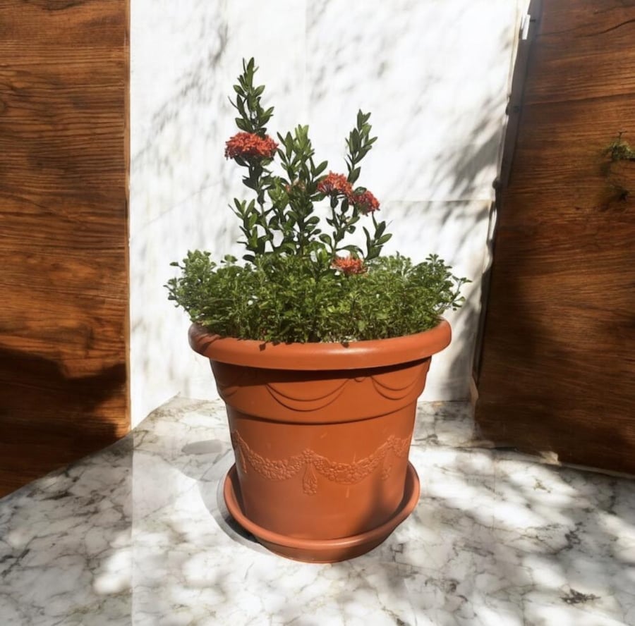 اكزورا نانا lxora coccinea