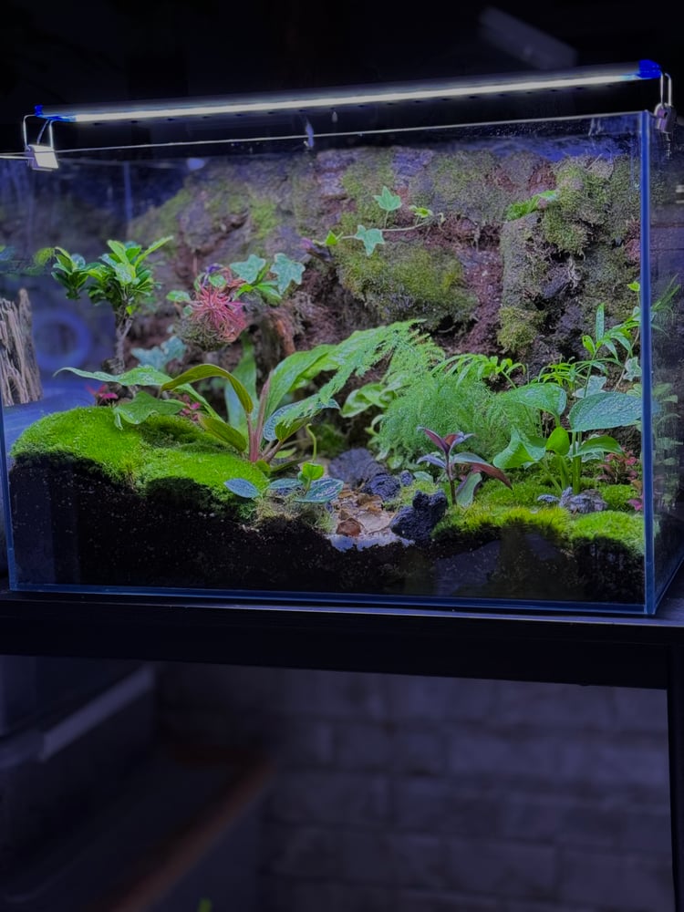 تانك تيراريوم غابات الامازون
