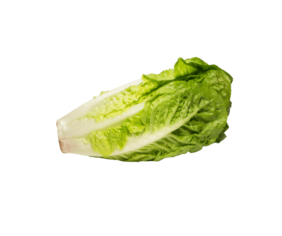 خس بلدي طازج
