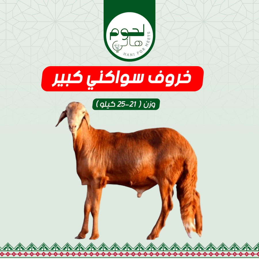 خروف سواكني كبير