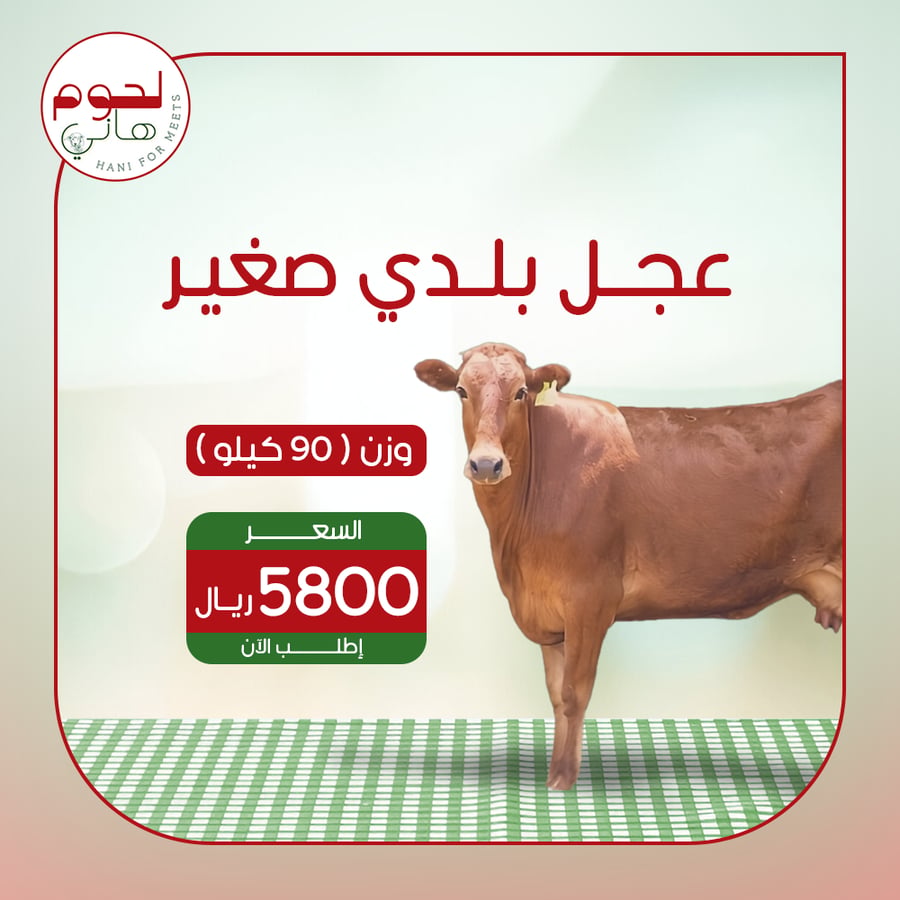 ذبيحة عجل بلدي