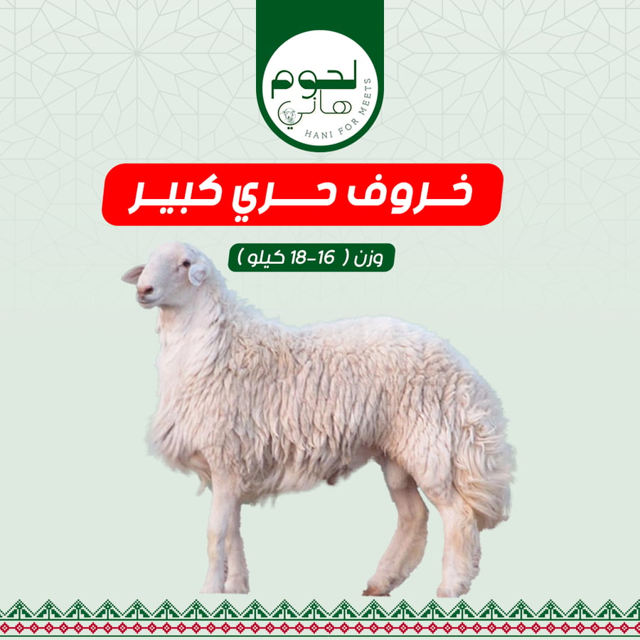 ذبيحة حري كبير فاخر