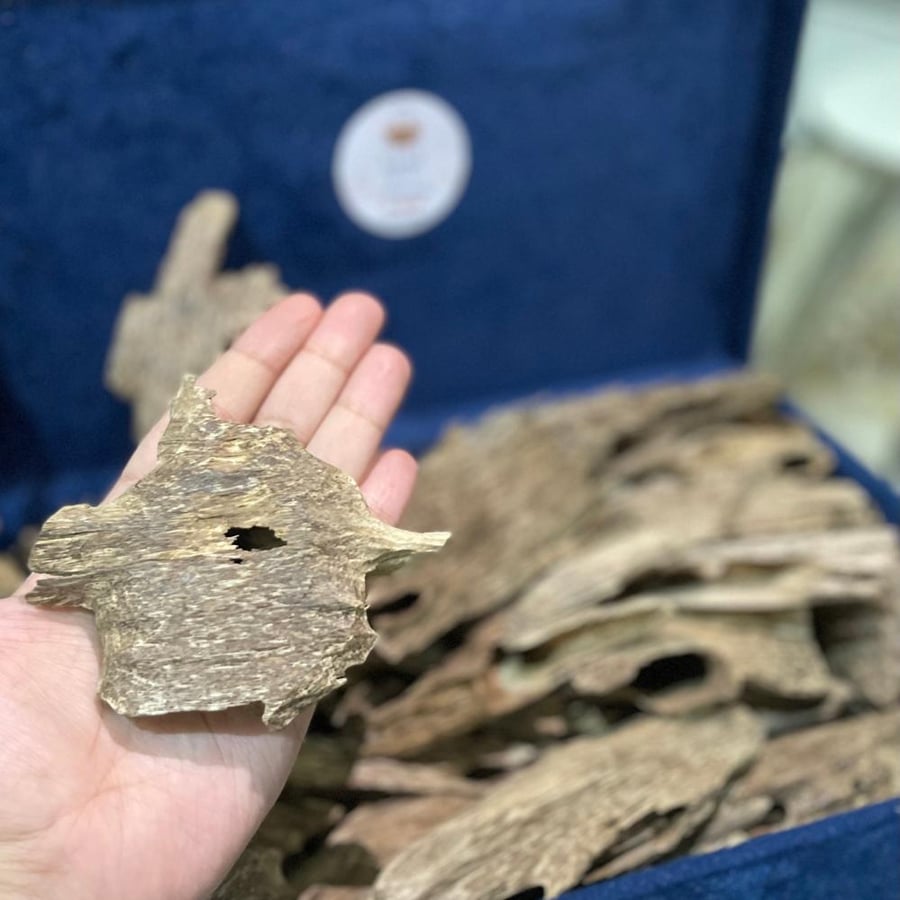 شراء عود طبيعي لاوسي سوبر ودبل قديم - قشوة الطيب