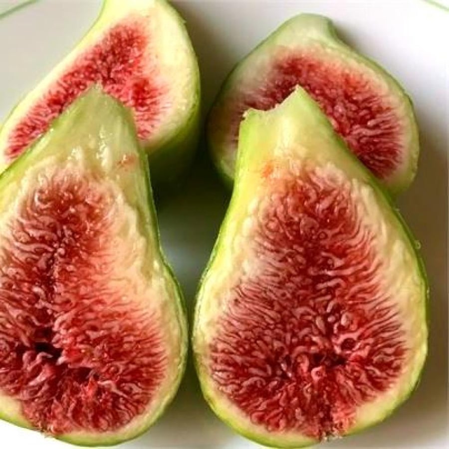 100 عقله تين دالماتيا