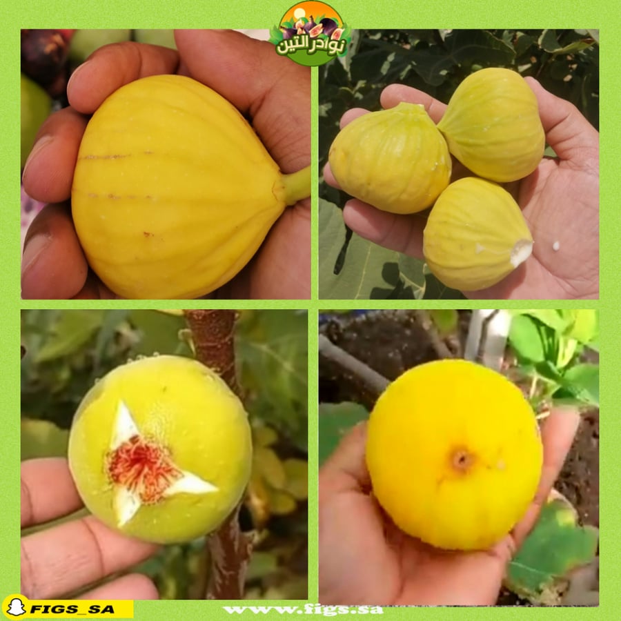 عقل تين اسباني اصفر