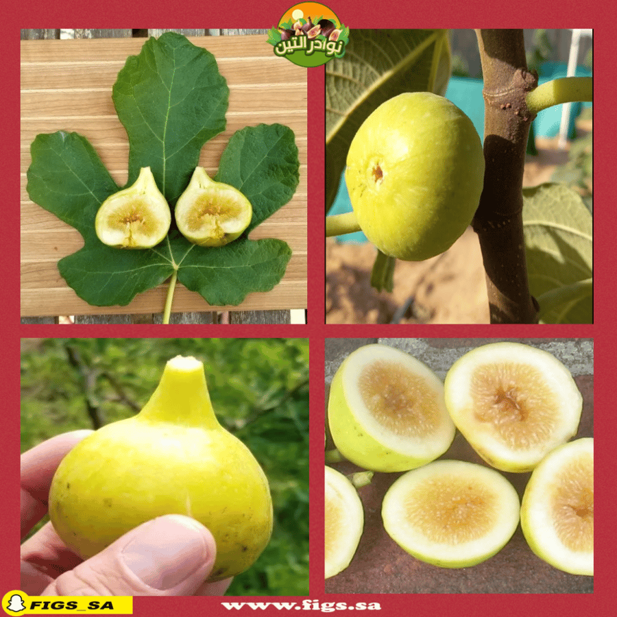 عقل تين ماري لين