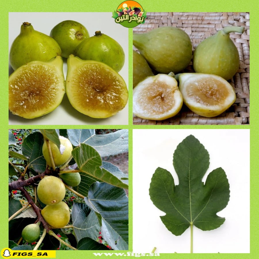 Cuttings Kadota Fig