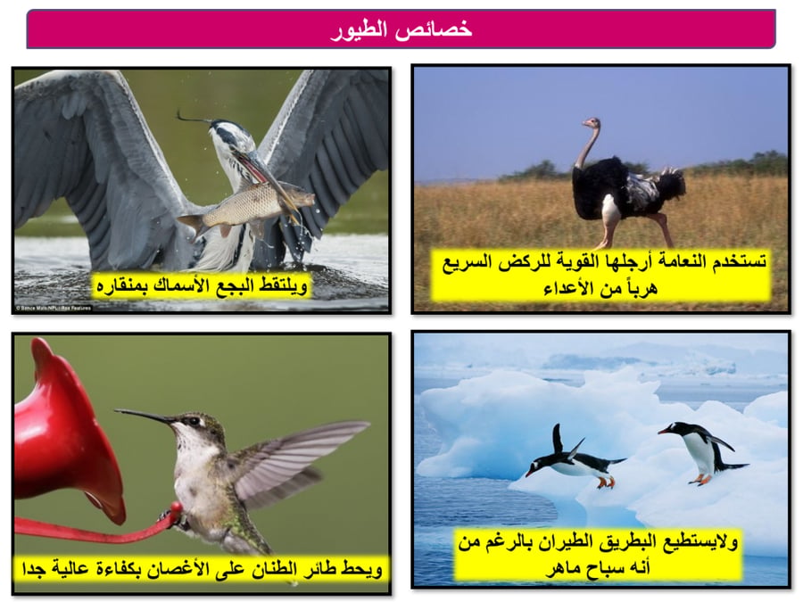 علوم اول متوسط-الفصل الدراسي الثاني