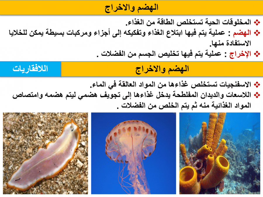 عرض بوربوينت علوم سادس الفصل الاول