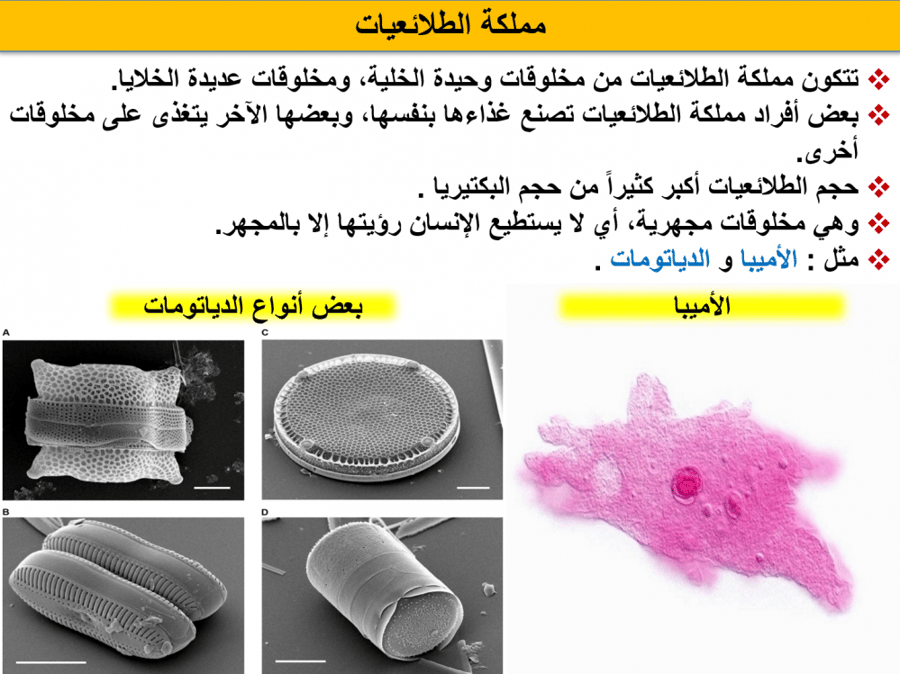 عرض بوربوينت درس النباتات علوم خامس