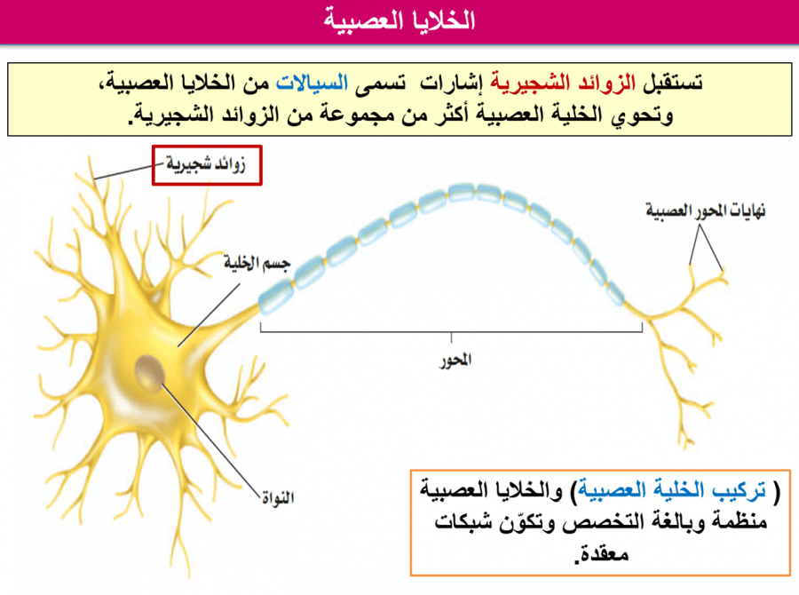 احياء 2-2 مسارات