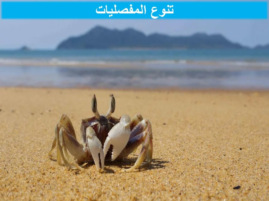 عرض بوربوينت احياء اول ثانوي مسارات
