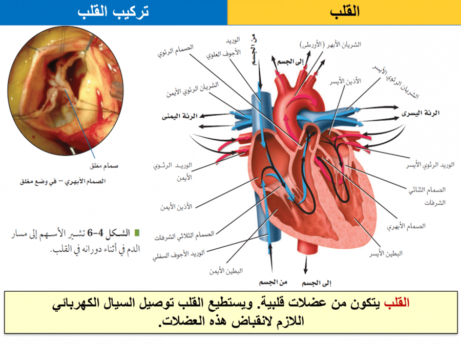 احياء نظام مسارات السنة الثانية