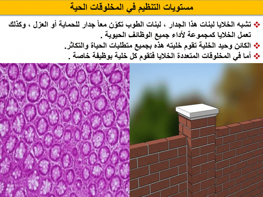 عروض بوربوينت جاهزة في مادة العلوم الصف السادس