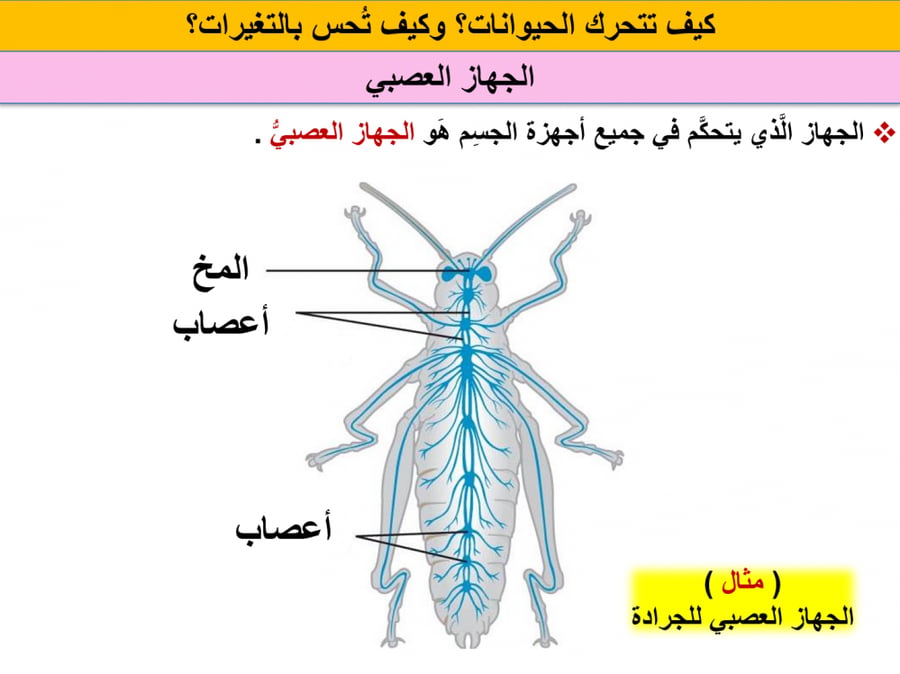 بوربوينت علوم رابع ابتدائي الفصل الاول