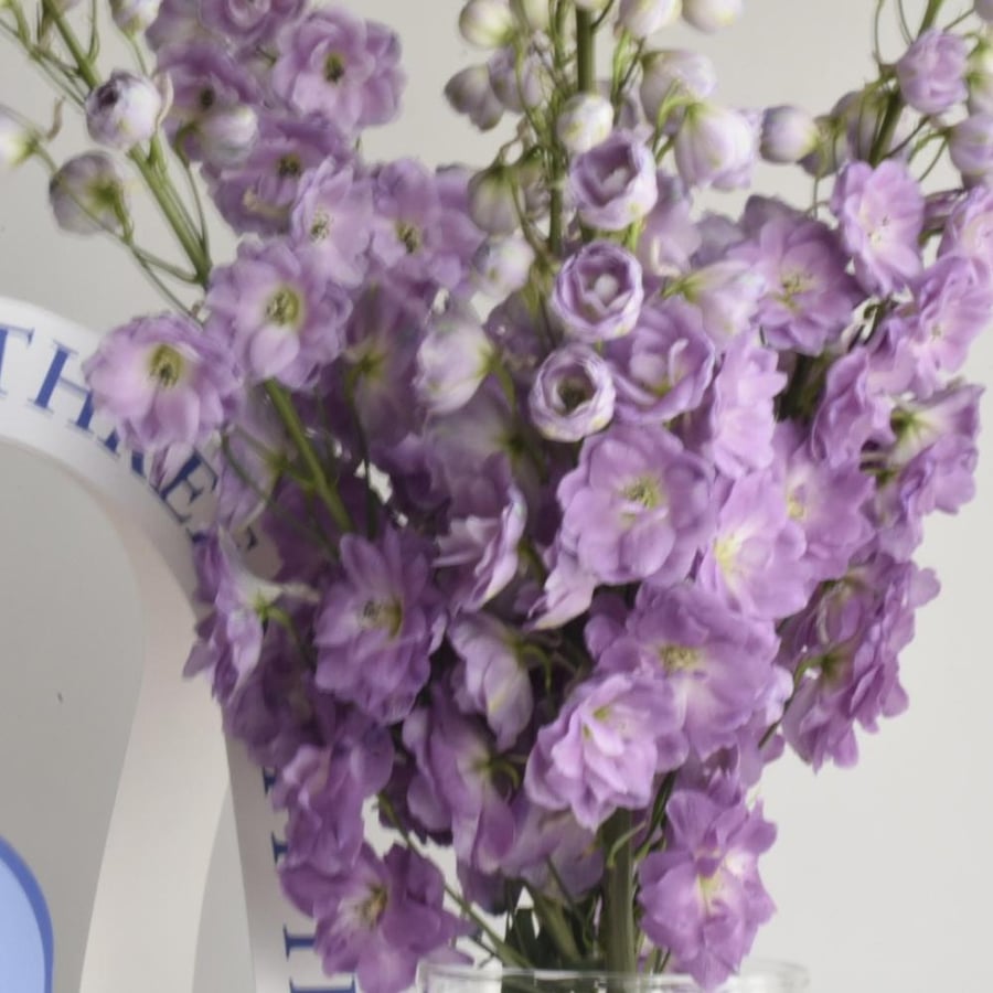 Delfinium vase