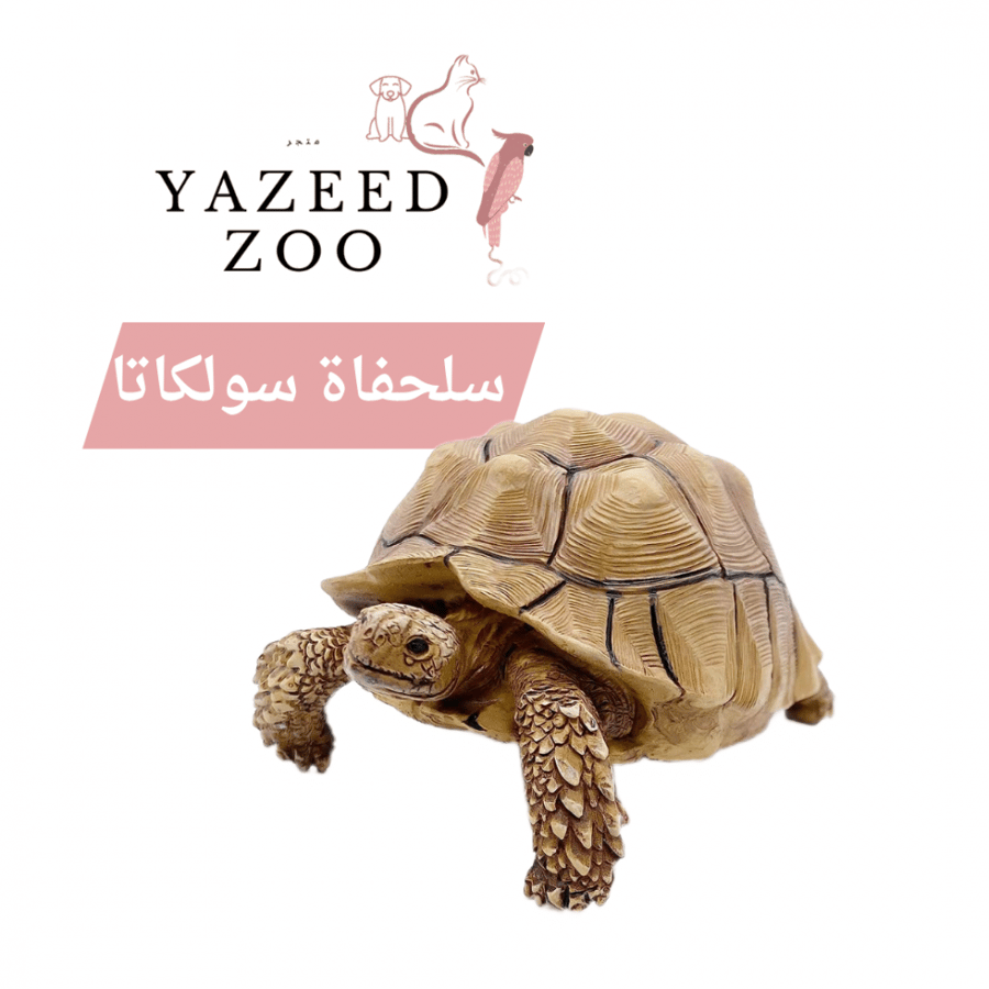 سلحفاة سولكاتا