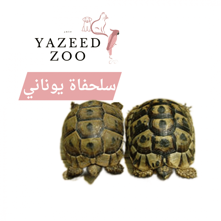 سلحفاة سولكاتا