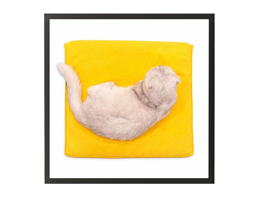 The Cat on The  Yellow Pillow