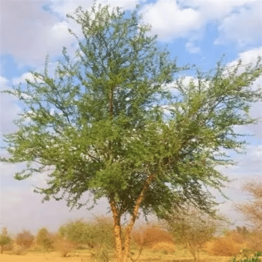 طلح