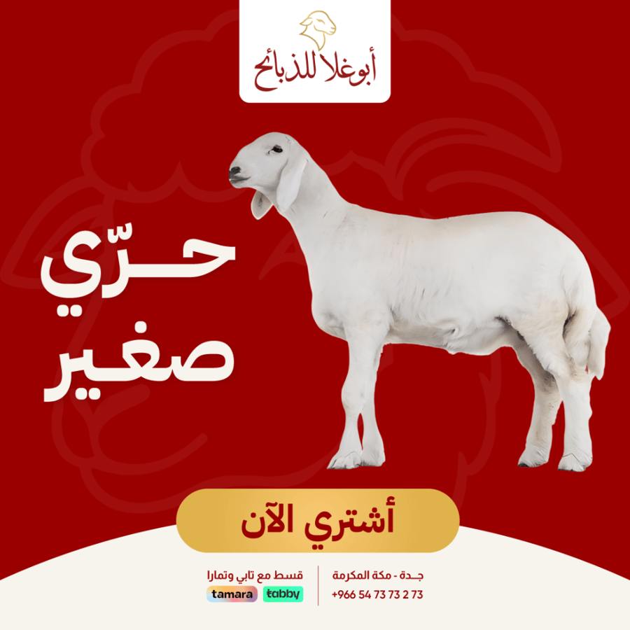 خروف حري صغير