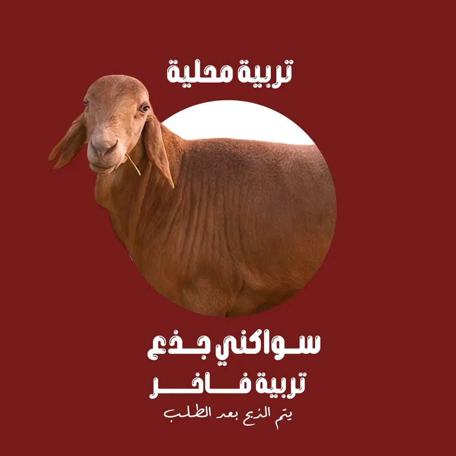سواكني جذع تربية فاخر عرض