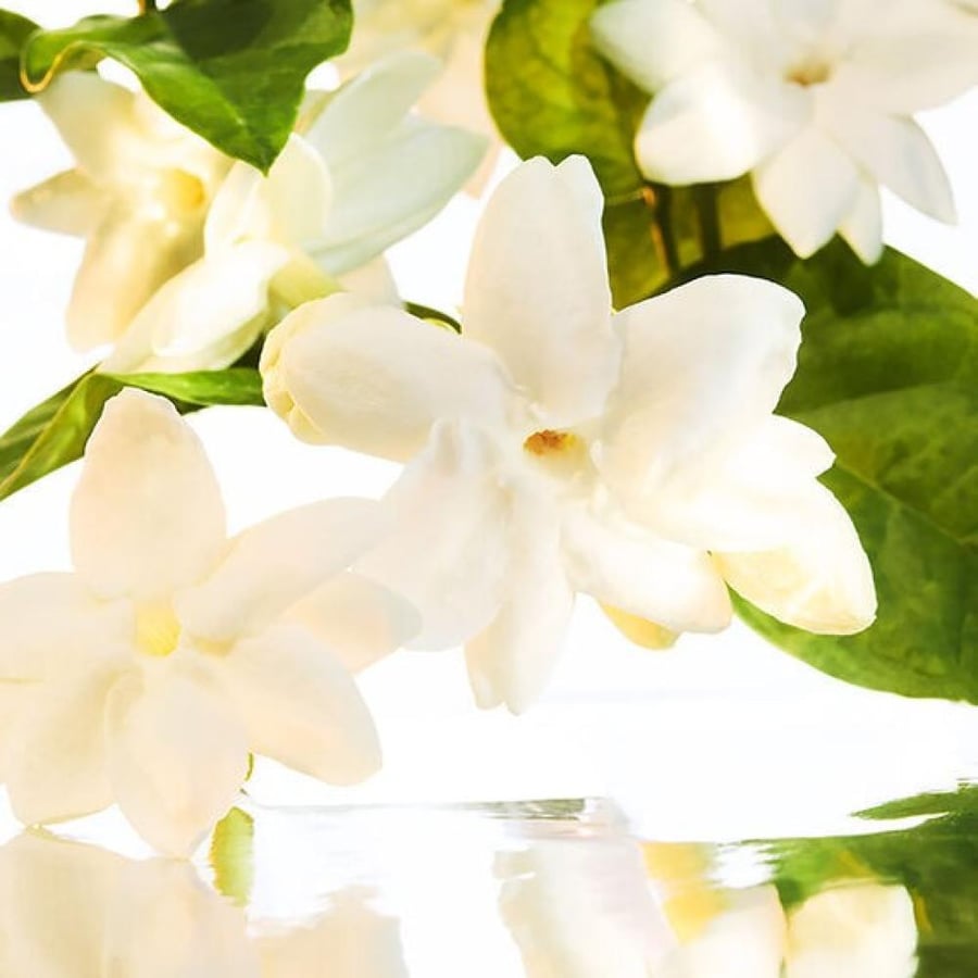 عطر جيرلان مون انتنس او دو بارفيوم