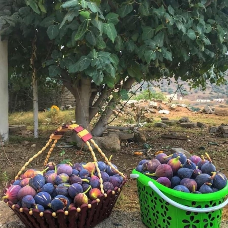 عقل تين بلدي (الحماط)