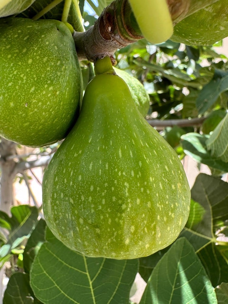 عقل تين ملك الصحراء